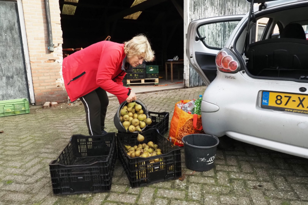 De oogst wordt binnengebracht door een hoogstamboomgaard eigenaar