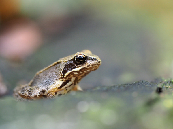 Bruine kikker In het najaar in het bos