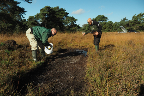 Zaaien Klokjesgentiaan