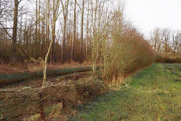 Het eeuwenoude ambacht heggenvlechten