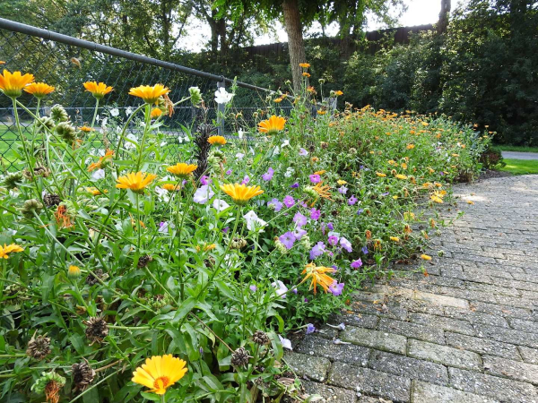 Het vonkje doorgeven via de Groene Loper