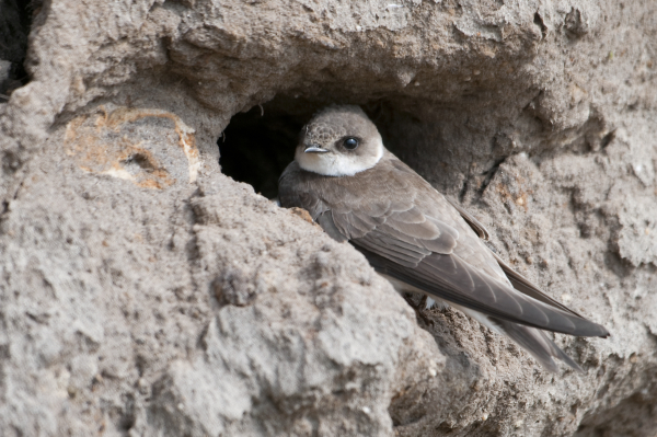 Geen oeverloos verhaal: het thuis van de oeverzwaluw