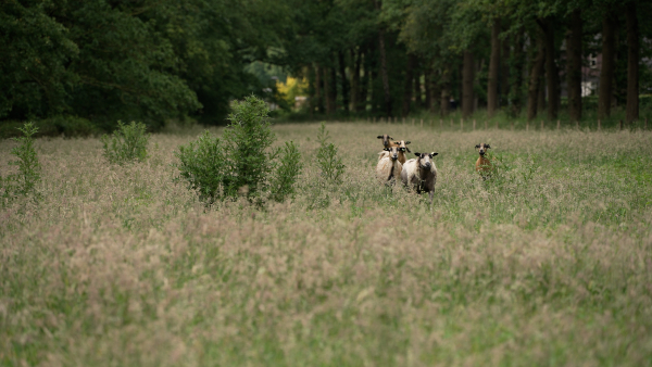Stem op het mooiste natuurinitiatief van Overijssel