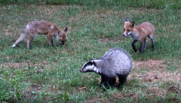 Jonge vosjes en jonge das