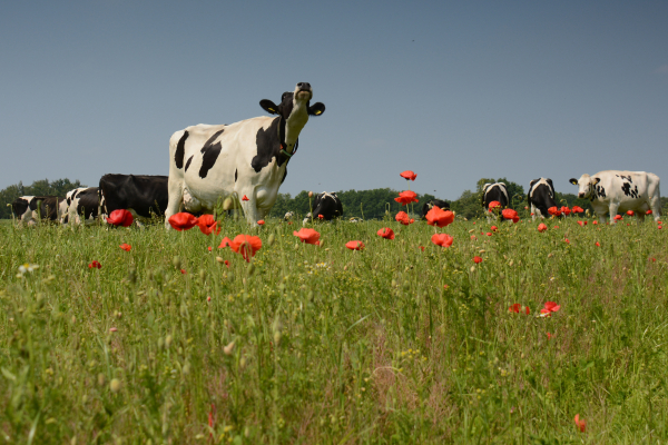 weide met klaprozen en koeien