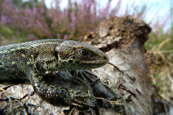 RAVON vrijwilligers monitoren reptielen in het Boetelerveld