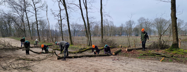 Eikenhakhoutbrigade werkt aan biodiversiteit