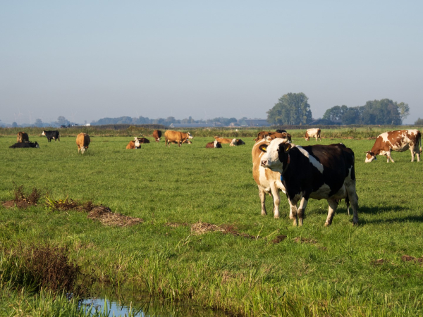 ‘Land van Ons’,  herstel van ons boerenlandschap