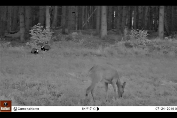 Foto van de cameraval: Dassen en ree