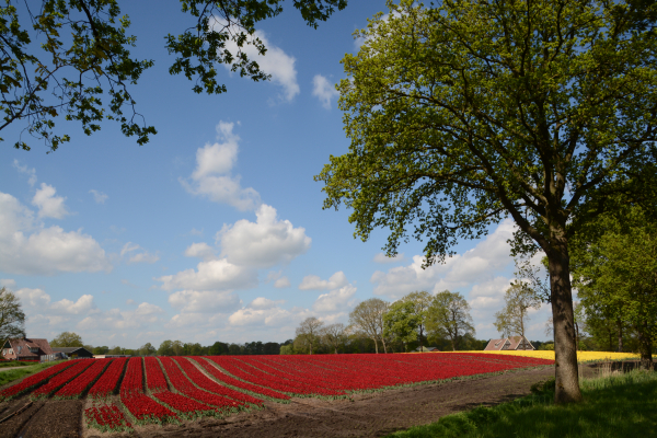 Bollenvelden nabij Tubbergen