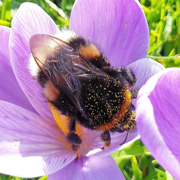 Ecowijk Meanderhof (Zwolle) doet mee aan de Nationale Bijentelling