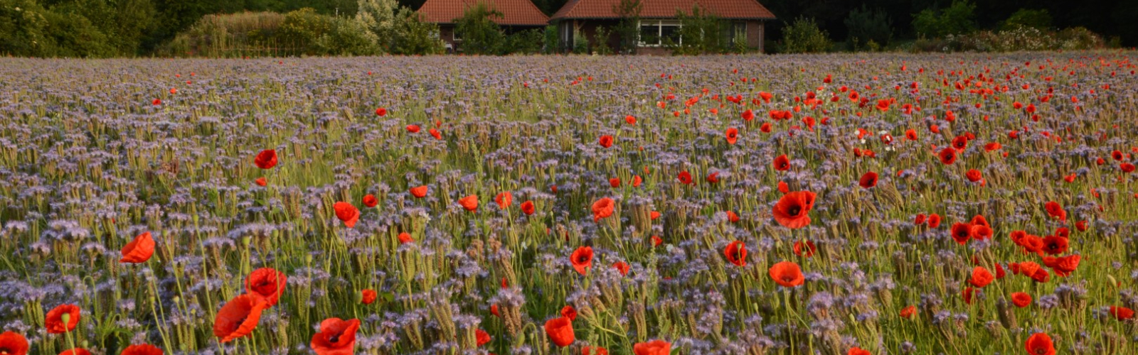 NKL Kruidenakker Bornerbroek juni 2017 (24) (Large)